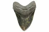 Colorful Fossil Megalodon Tooth - South Carolina #353105-1